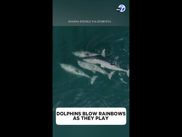 ⁣Dolphins blow rainbows as they play