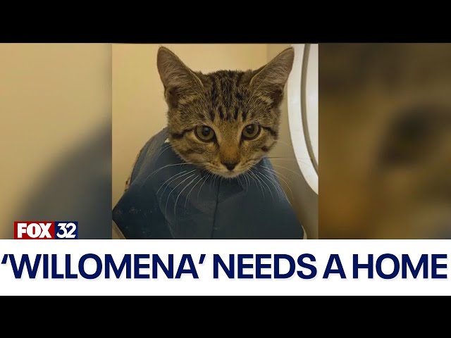 ⁣'Willomena' needs a forever home