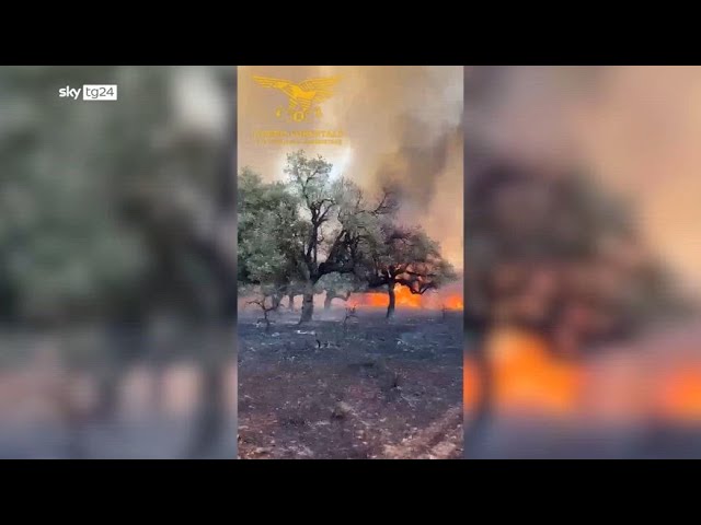 ⁣Incendio nel nuorese, le fiamme divorano centinaia di ettari