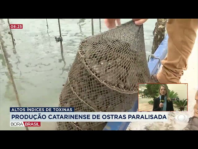 ⁣Comércio de ostras é paralisado por contaminação em Santa Catarina