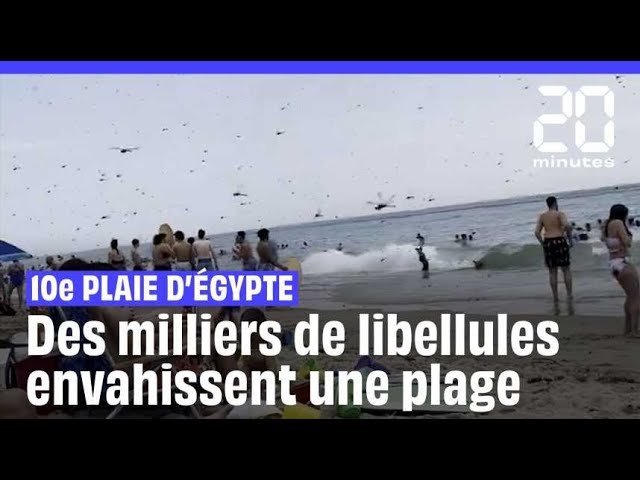 États-Unis : Des milliers de libellules sèment la panique sur une plage de Rhode Island #shorts