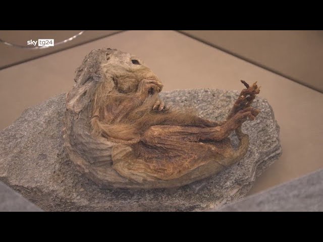 ⁣Aosta, ritrovata mummia di marmotta di 6600 anni