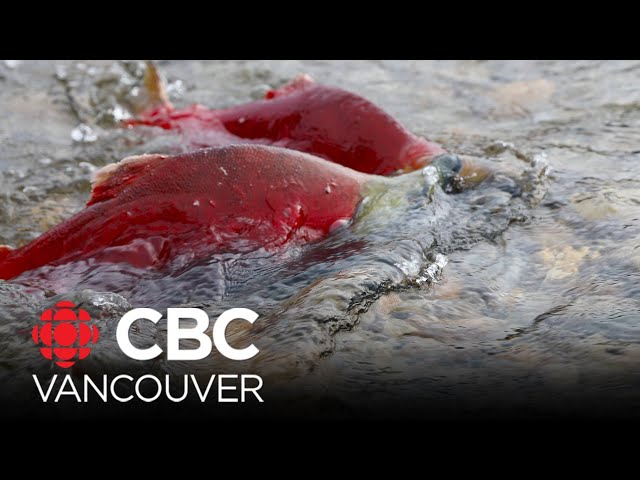 ⁣B.C. must do what's necessary to protect wild salmon for everyone, says First Nations advocacy 