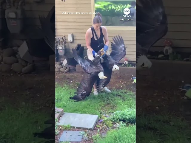 ⁣Bald eagles pried apart after getting tied up during tussle in Canada