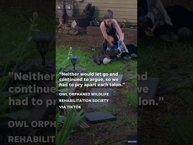 ⁣Entangled bald eagles bicker while rescuer helps untangle them #Shorts