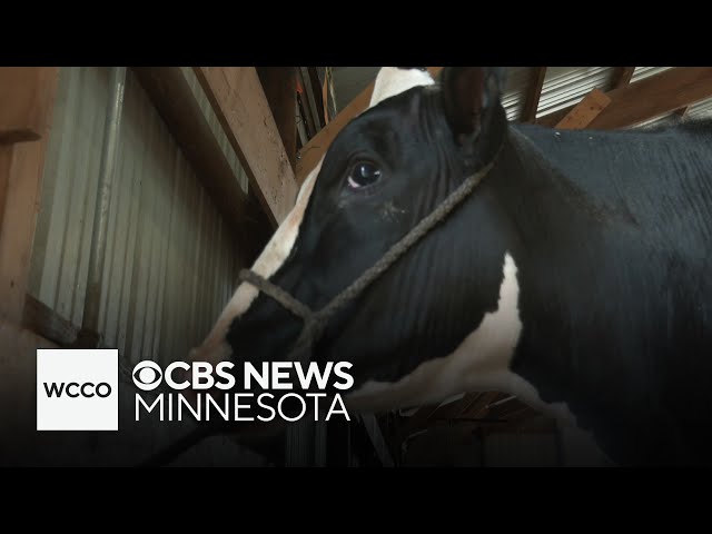 ⁣Bird flu leads to big changes at Minnesota fairs this summer