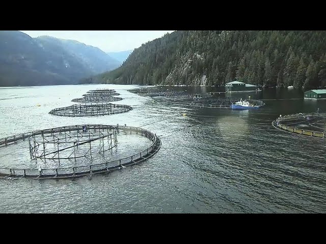 ⁣B.C. First Nations suing federal government over salmon farm