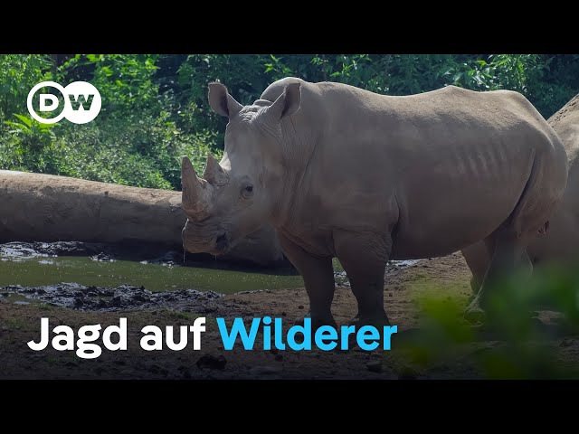 Indonesien jagt brutale Nashorn-Mörder | DW Nachrichten