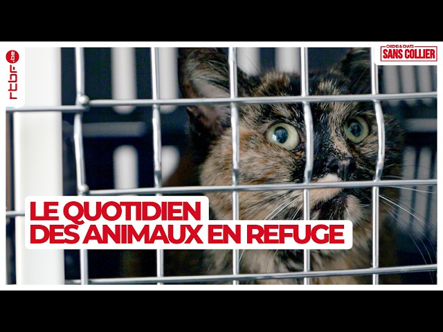 ⁣Le quotidien des animaux en refuge - Chiens et chats sans collier S04E03