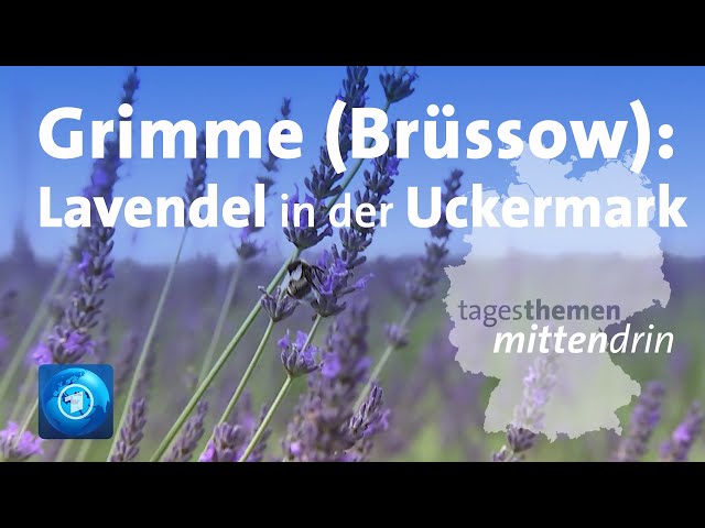 ⁣Grimme (Brüssow): Lavendel in der Uckermark | tagesthemen mittendrin