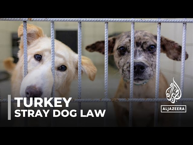 Turkey’s stray dog law: Parliament has approved law alarming animal lovers