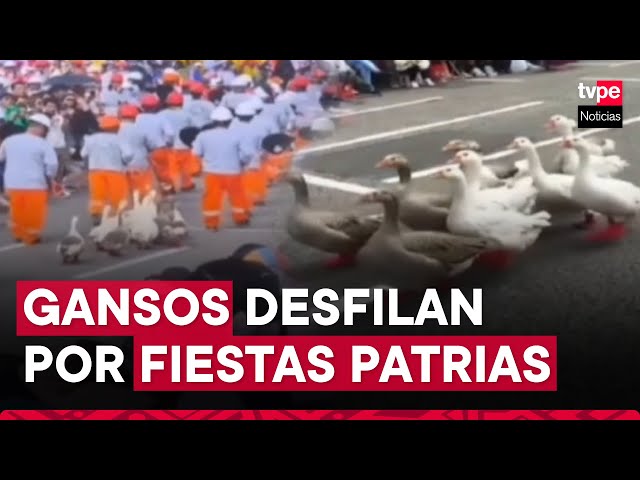 Arequipa: gansos causan sensación durante desfile en Mollendo