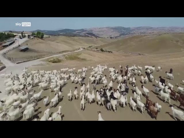 ⁣Sicilia, la siccita' minaccia la razza caprina