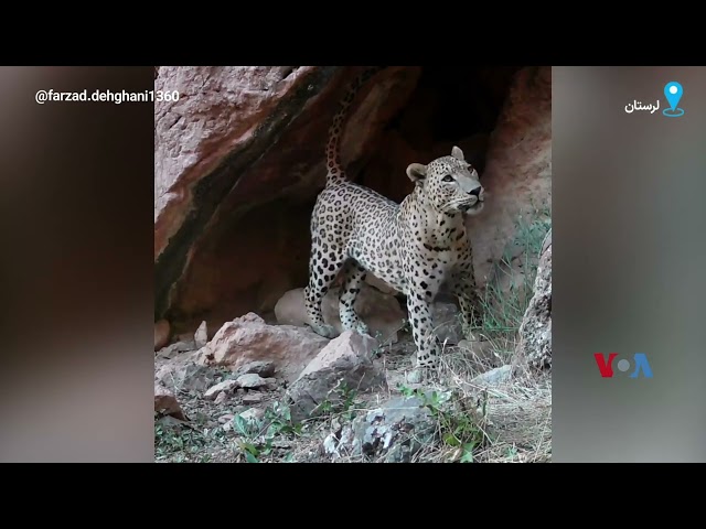 ⁣ثبت تصاویری از پلنگ ایرانی در ارتفاعات استان لرستان