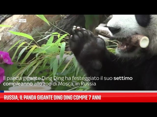 ⁣Panda gigante Ding Ding festeggia 7 anni nello zoo di Mosca