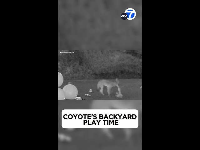 ⁣Coyote's backyard play time