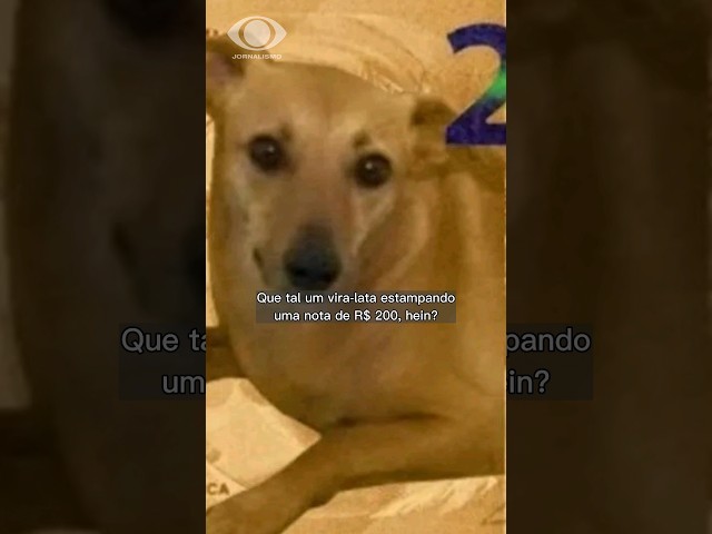 ⁣Dia Nacional do Vira-Lata: relembre histórias protagonizadas por cachorros-caramelos.