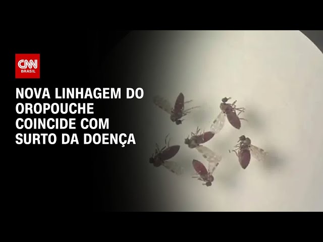 Nova linhagem de Oropouche coincide com surto da doença | BASTIDORES CNN