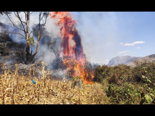 Pasco: Incendios forestales afectan varios distritos