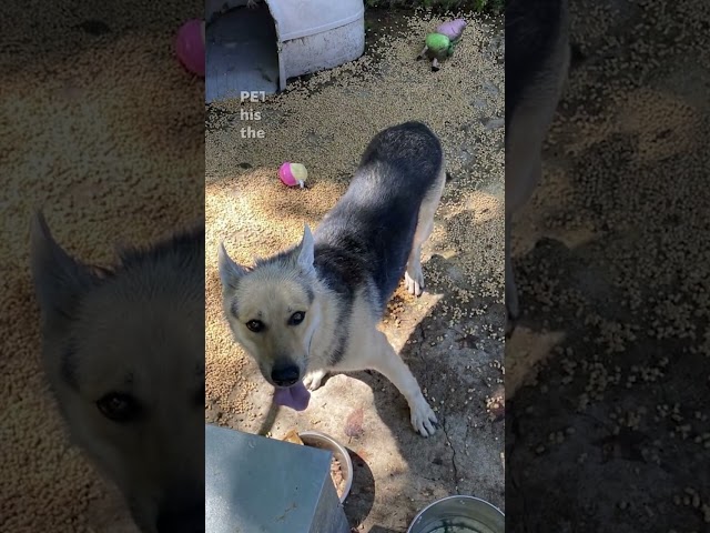 ⁣Watch: PETA finds new home for dog isolated for four years #Shorts