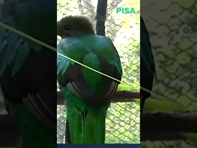 ⁣Muere quetzal en el Zoológico Miguel Álvarez del Toro de Chiapas | Shorts | DPC