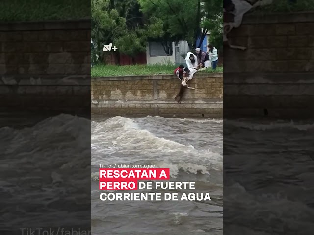 Rescatan a perro de fuerte corriente de agua #nmas #tiktok #shorts #sanluispotosi