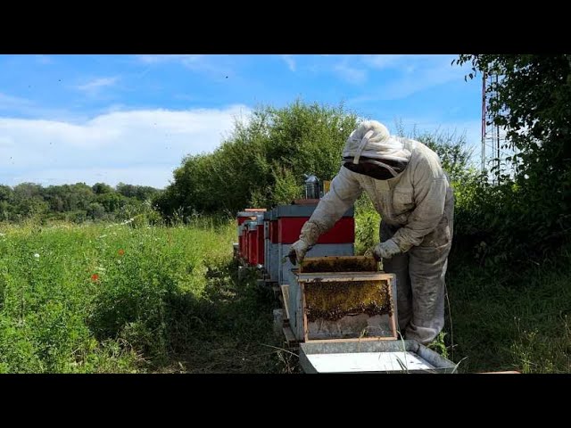 ⁣La production de miel tourne cette année au ralenti