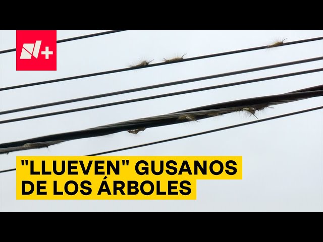 “Llueven” gusanos de los árboles en Guadalajara - N+