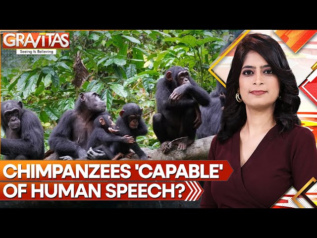 ⁣Gravitas: Study finds Chimpanzees maybe able to speak like humans | World News | WION