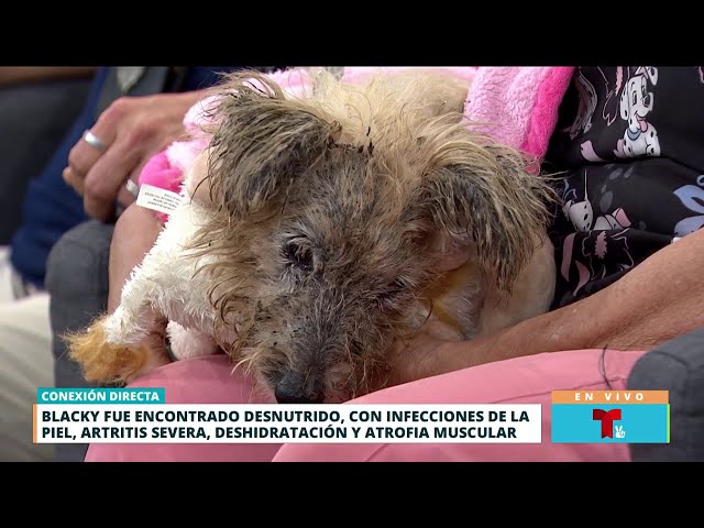 ⁣Rescatan a perrito que fue hallado desnutrido y amarrado bajo el sol