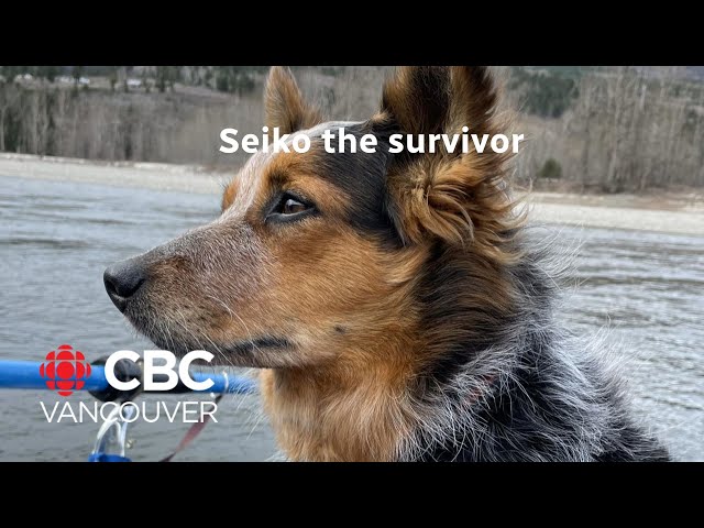 ⁣Seiko the dog survives Chilcotin river landslide