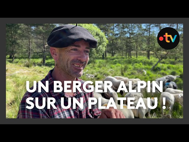 Un berger alpin en transhumance sur le plateau de Millevaches