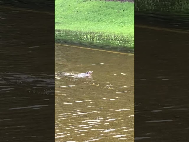 ⁣Watch as this armadillo wades through Debby floodwaters in Florida #Shorts