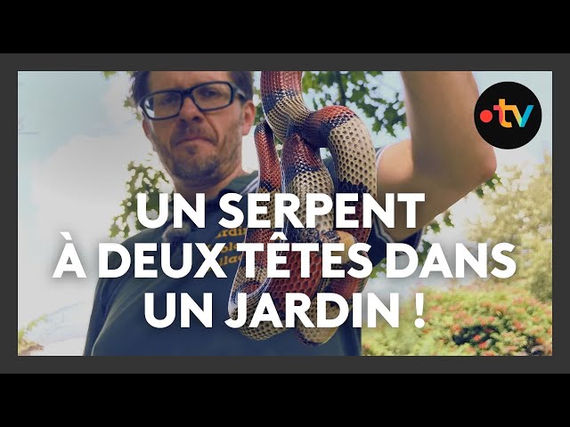 ⁣INCROYABLE. Un serpent à 2 têtes dans un jardin, une rareté mondiale