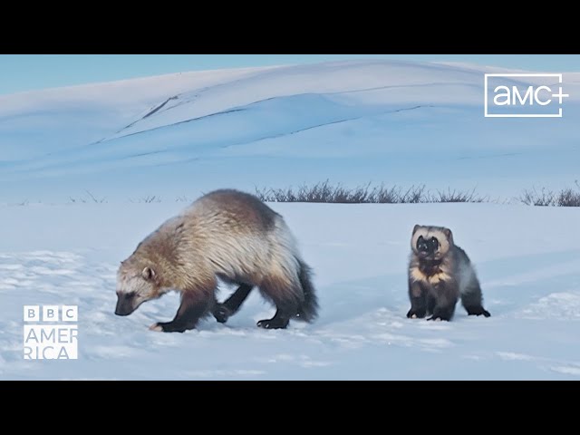 ⁣The Elusive Wolverine | Mammals | New Episodes Saturdays on BBC America