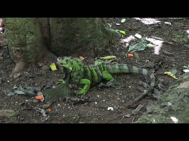 ⁣Forestry Department Still At War With Invasive Iguana Species