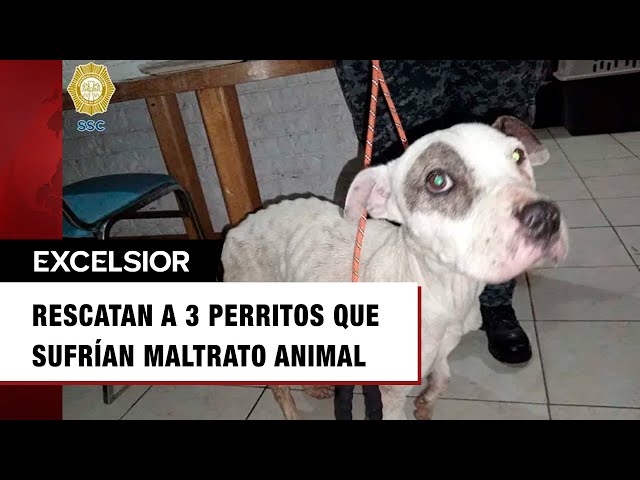 Rescatan a 3 perritos que sufrían maltrato animal en la Álvaro Obregón