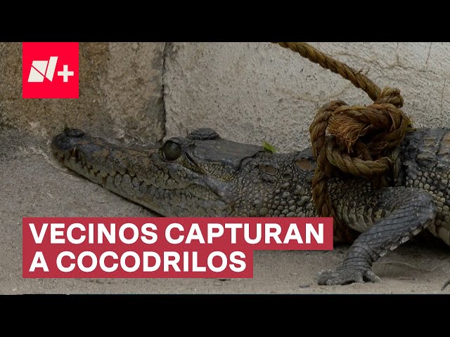 Vecinos capturan a dos cocodrilos que salieron de un canal - N+