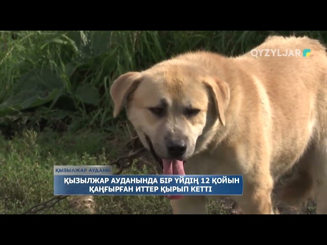 ⁣Қызылжар ауданында бір үйдің 12 қойын қаңғырған иттер қырып кетті