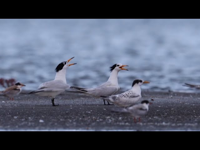 ⁣'Mythical' Chinese bird reappears in Jiangsu