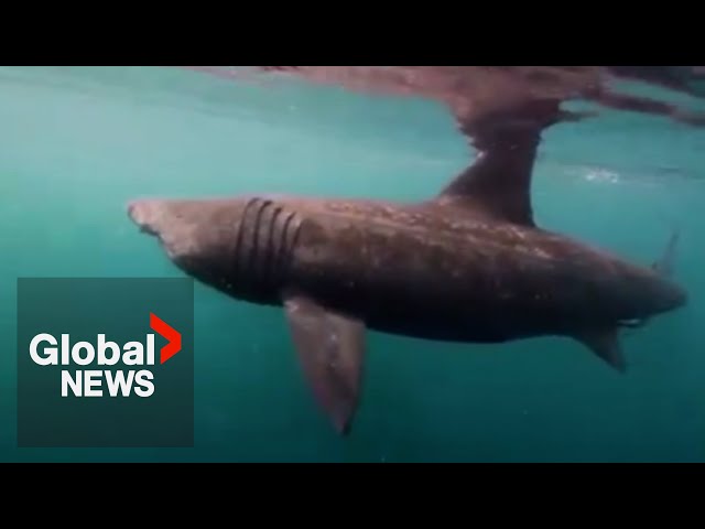 ⁣Basking shark spotted off BC coast, expert says sighting is like seeing a "unicorn"