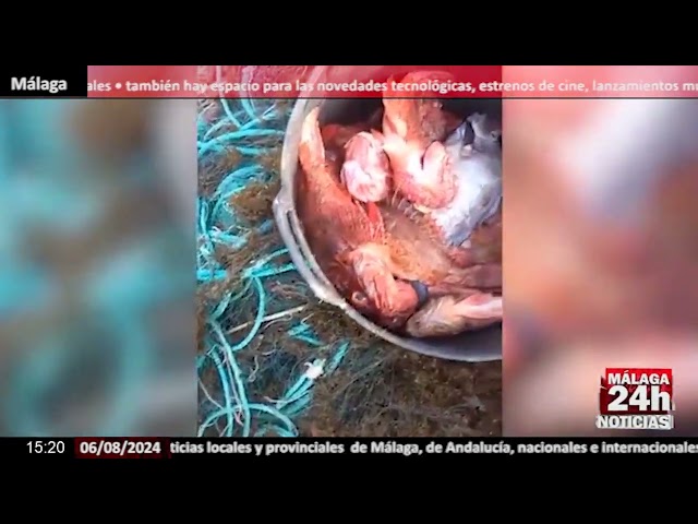 ⁣Noticia - Los pescadores de Cádiz, desesperados por la invasión de algas