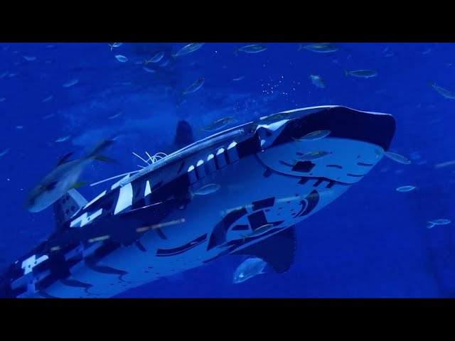 ⁣World's first intelligent robotic whale shark developer explores modern marine sector