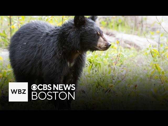 ⁣Bears have lost their fear of humans in New Hampshire's White Mountains, Forest Service says