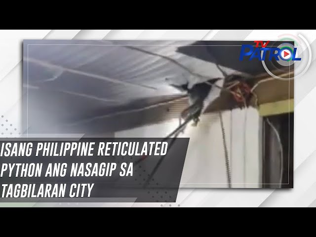 ⁣Isang Philippine Reticulated Python ang nasagip sa Tagbilaran City | TV Patrol