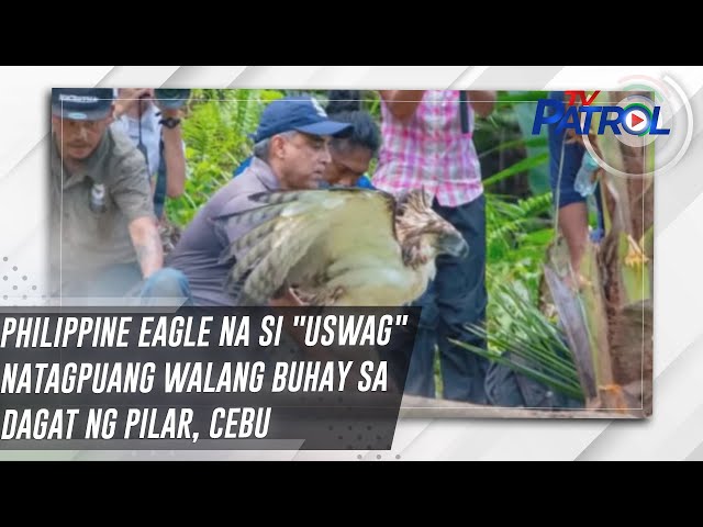 ⁣Philippine Eagle na si "Uswag" natagpuang walang buhay sa dagat ng Pilar, Cebu | TV Patrol