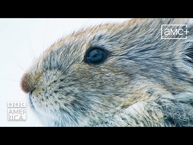 ⁣The Pika's Mad Dash Food Harvest | Mammals | New Episodes Saturdays on BBC America