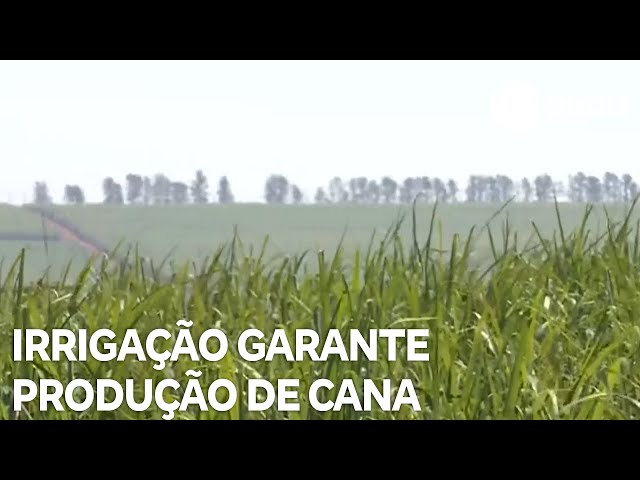 ⁣Irrigação garante produção de cana em meio a mudanças climáticas