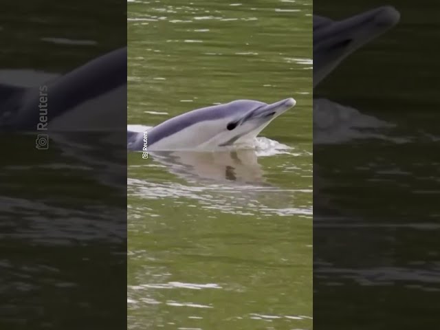 Captan delfín nadando en el río Támesis