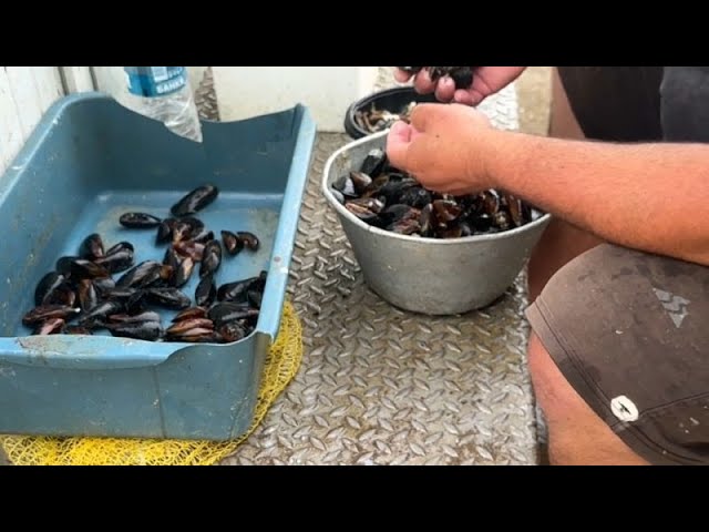 Les commerçants roumains demandent l'autorisation d'élever des moules